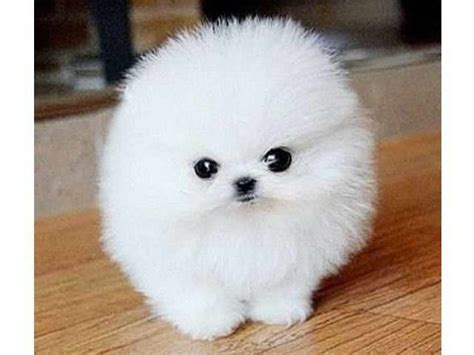 puppies for sale that are cheap